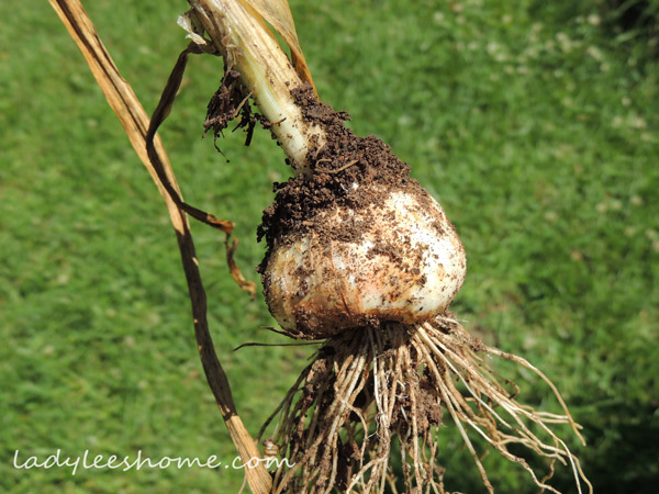 Harvesting-And-Curing-Garlic-12