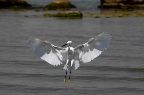 lake bird wings egypt landing egret elfayoum