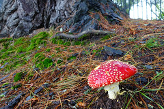 140327-DSC01124 Fly Agaric Fungi Lleura Blue Mountains NSW Australia.jpg