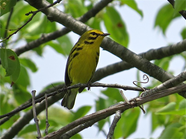 Prairie Warbler near Hennepin and Hopper Lakes in Putnam County, IL 01