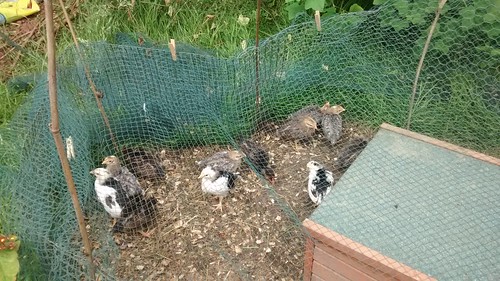 chicks June 14 1