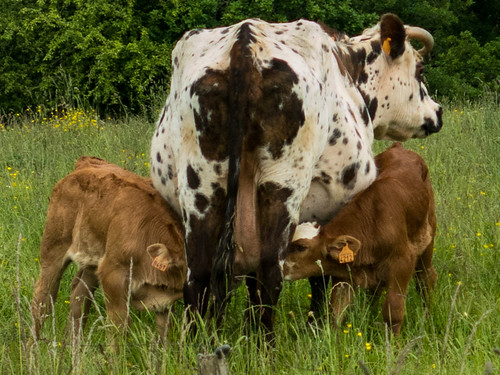 Dairy cow and two calves