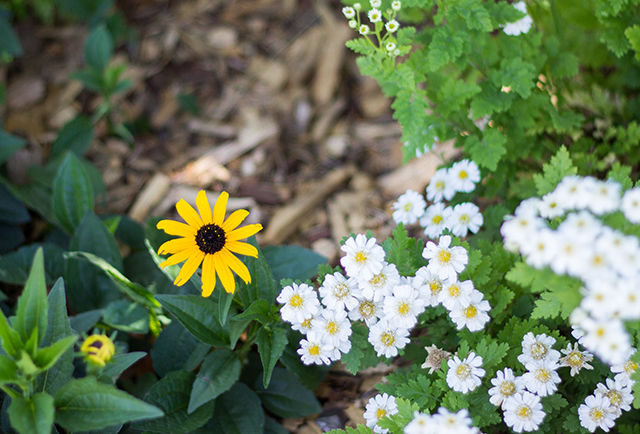 tiny white daisies and yellow black-eyed susan