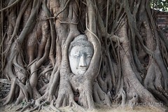 Ayutthaya - Buddha Head in Tree Roots