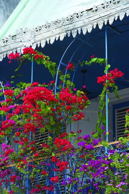 Flowers growing on Balconies Throughout Pointe a Pitre