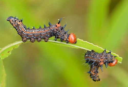 caterpillars redhumped schizuraoncinna