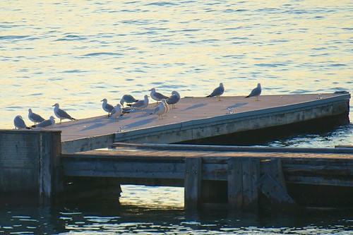 vacation seagulls lake pier dock montana flatheadlake flathead flatheadlodge