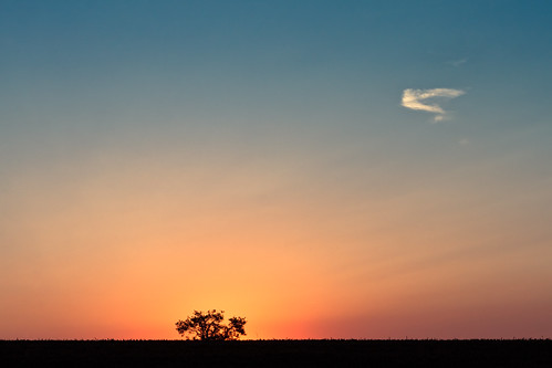 sunset sky tree sonnenuntergang dusk himmel dämmerung baum solingen savanna theegarten