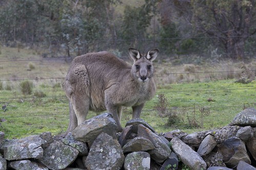 australia kangaroo lithgow eagleviewescape