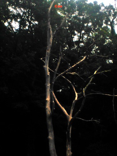 trees westvirginia