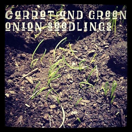 Carrot and green onion seedlings emerging In the container garden | A Gardener's Notebook