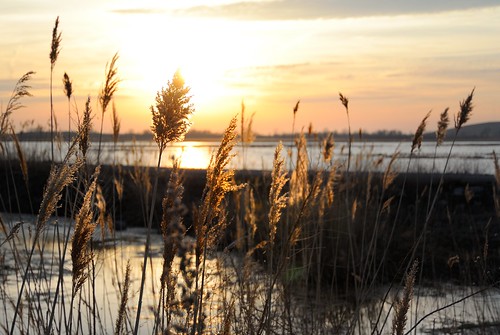 light sunset water michigan reserve marsh pointemouille