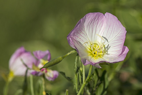 flower flor pinkprimrose onagra primularosa