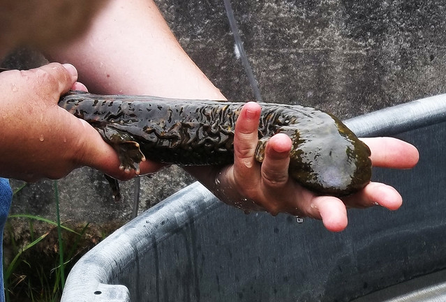 Rippled folds on both sides allows the Hellbender to pull the oxygen out of the water