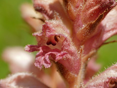 Bedstraw Broomrape (Orobanche caryophyllacea) close-up - Photo of Tauriac-de-Camarès