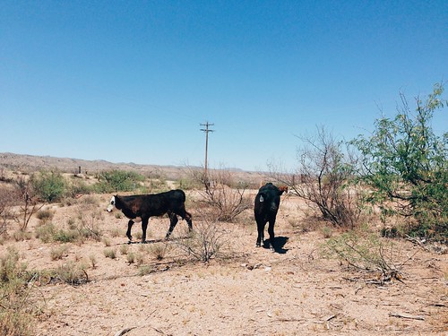 arizona nature animals landscape photography desert cattle cows az bluesky livestock klondyke iphoneography vscocam