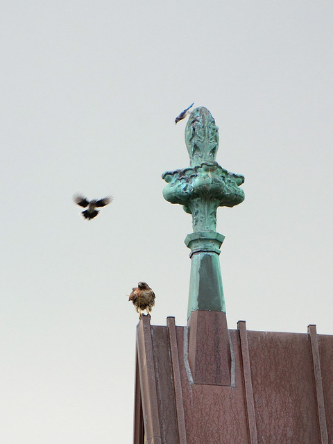Cathedral Hawk and Blue Jays (1140)