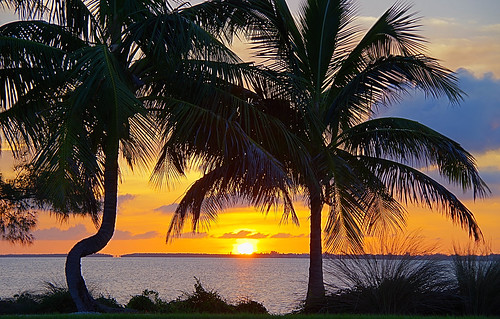 sunset reflection florida palm hdr