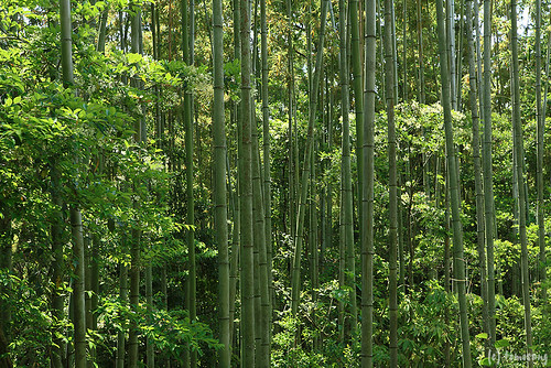 japan forest bamboo fukuoka 緑 竹 福岡 kyushuuniversity 九州大学 sasaguri 篠栗 糟屋郡 演習林 kyushuuniversityforest 篠栗九大の森