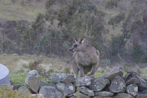 australia kangaroo lithgow eagleviewescape