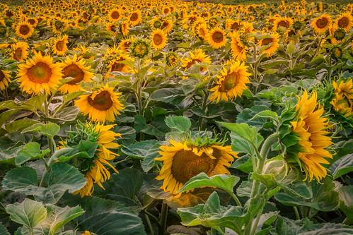 summer plants sun flower field yellow montana outdoor country sunflower montanamoment