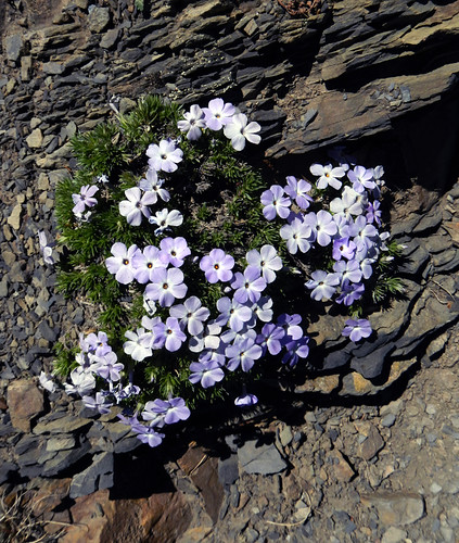 Pale Purple Flowers on Hurricane Ridge