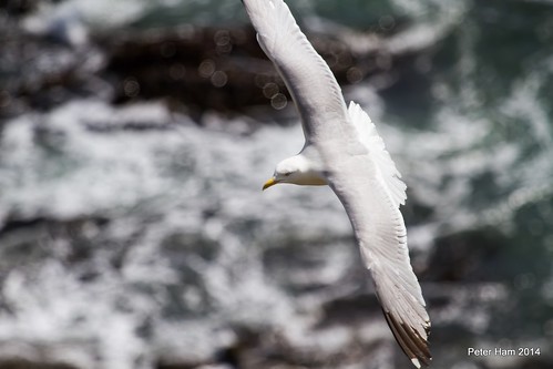 life sea nature water birds canon coast flying rocks view gulls flight aves cliffs devon ave height oiseaux