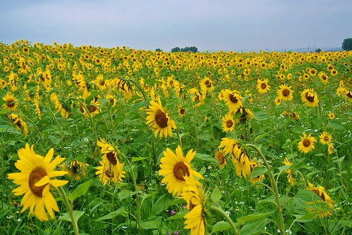 flowers nature field feld blumen sunflowers rheinhessen sonnenblumen ivlys sulzheim
