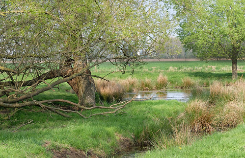 landscape nrw niederrhein niers pond trees spring