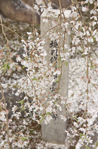 【写真】2014 桜 : 本満寺/2021-05-28/IMGP5700