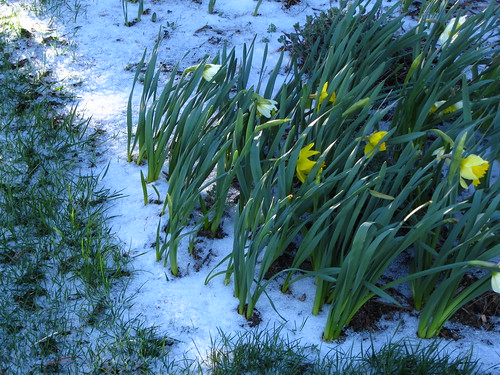daffodils and snow