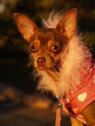 pink dog chihuahua sunrise grandcanyon disc530