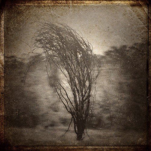 cameraphone trees art nature monochrome square landscape photography branches australia smartphone squareformat adelaide desolate southaustralia iphone artphotography phonephotography mobilephotography michellerobinson iphone5 iphonephoto woodcamera creative365 iphoneography iphoneonly 4tografie instagram ipadedit cameraawesome iosapps snapseed textureblendphotography iosedits mextures mobileartphotography michmutters iosonly iosphotoapps procamera7
