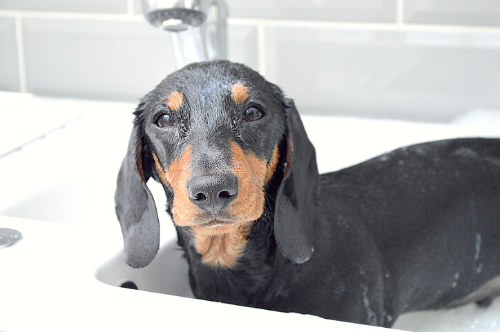 What should you consider when getting a dachshund?