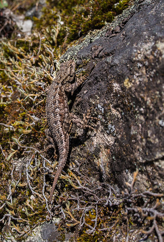 oregon unitedstates lizard camouflage rogueriver agness wallclimber westernfencelizardsceloporusoccidentails