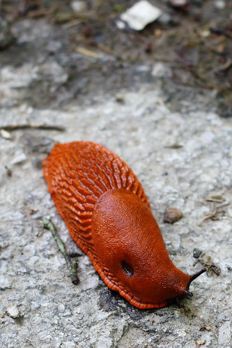 Red slug, Arion rufus