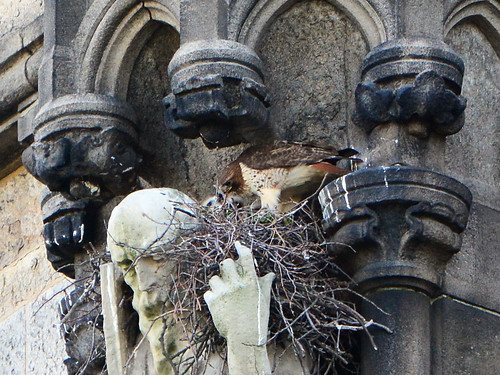Cathedral Hawk Nest (9304)