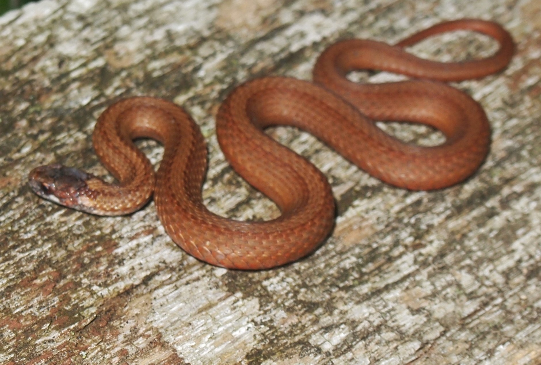 Northern Redbelly Snake (Reptiles Species of Richmond National ...