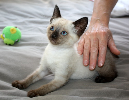 Serafín, gatito siamés muy guapo nacido en Abril´14 en adopción. Valencia. ADOPTADO. 14353485245_54c5e24505