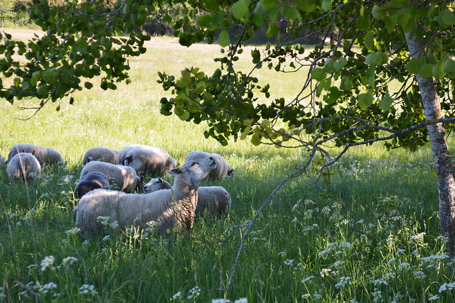 Gotland Sheep