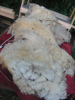 lovey's fleece
