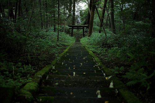 green japan stairs forest gate shrine religion