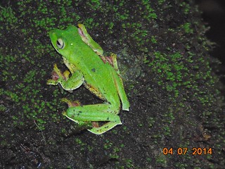 Rhaco, Malabar Gliding Frog (Rhacophorus malabaricus) उडता (तरंगता) झाडबेडूक,