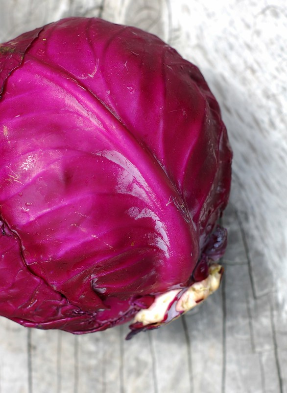 A head of red cabbage from Hearty Roots Community Farm by Eve Fox, The Garden of Eating, copyright 2014