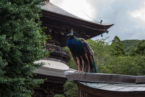 Temple's peacock