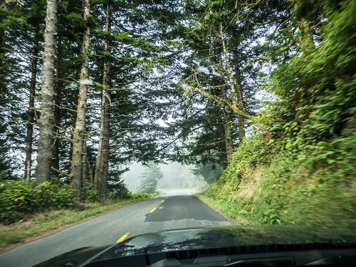 Coastal Redwoods and Fog-112