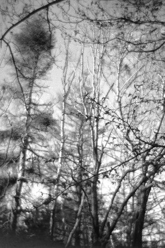 forest trees branches monhegan monheganisland maine monochrome monochromatic mediumformat bencinikoroll24s kodaktmax100 kodaktmaxdeveloper bencini landscape
