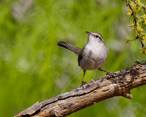 bewr bewickswren bird fauna texas thryomanesbewickii usa webbcounty perched