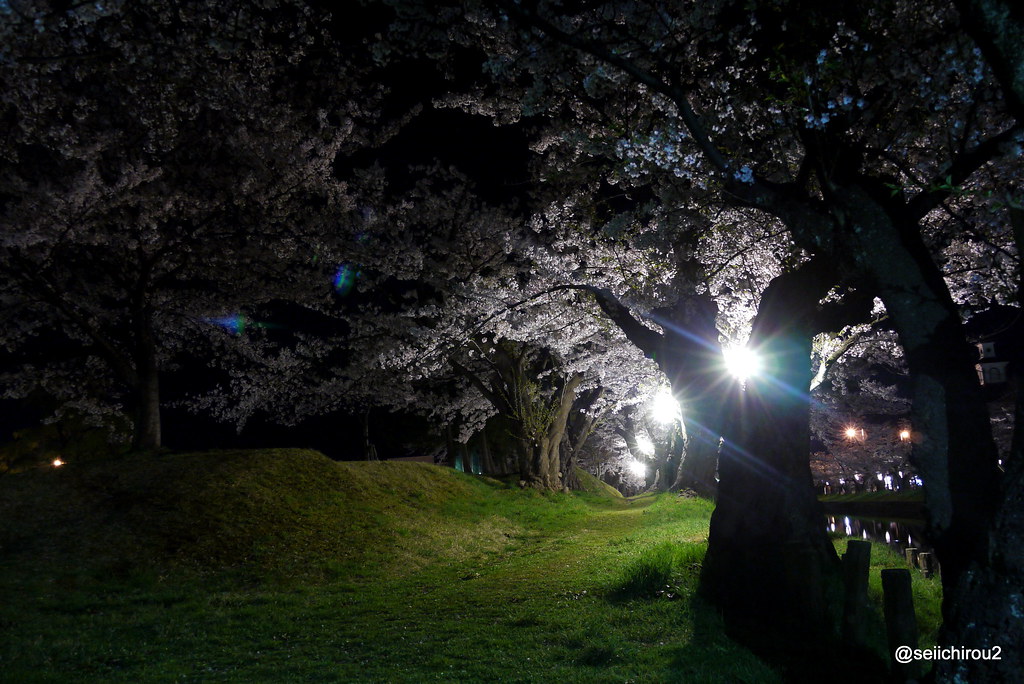 鶴岡公園夜桜