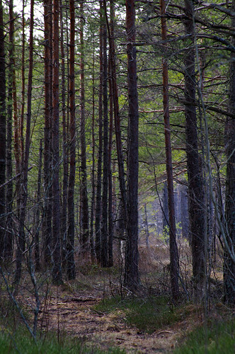 nature estonia pentax bog eesti loodus k7 harjumaa raba pentaxk7 kiilivald männikuraba